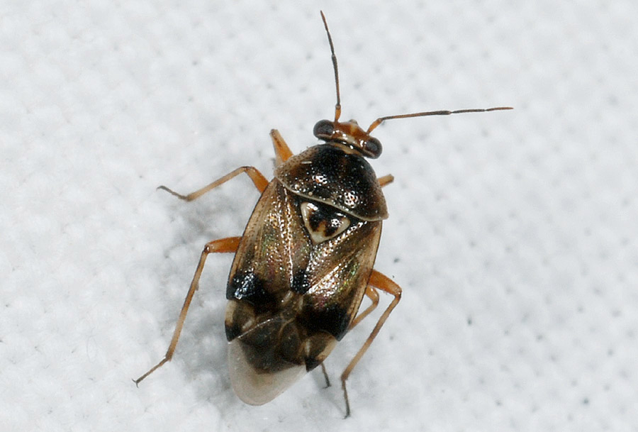 Miridae: Deraeocoris serenus dell''Emilia (RE)